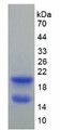 Figure 3. SDS-PAGE