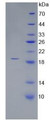 Figure 2. SDS-PAGE