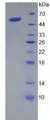 Figure 2. SDS-PAGE