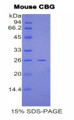 Figure 1. SDS-PAGE