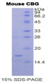 Figure 1. SDS-PAGE