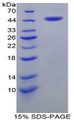 Figure 1. SDS-PAGE