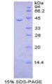 Figure 1. SDS-PAGE