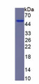 Figure 1. SDS-PAGE