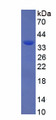 Figure 1. SDS-PAGE