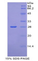 Figure 1. SDS-PAGE