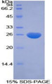 Figure 1. SDS-PAGE