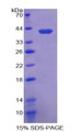 Figure 1. SDS-PAGE