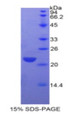 Figure 1. SDS-PAGE