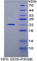 Figure 1. SDS-PAGE