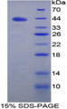 Figure 1. SDS-PAGE