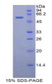 Figure 1. SDS-PAGE