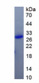 Figure 1. SDS-PAGE