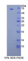 Figure 1. SDS-PAGE