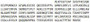 Recombinant Cyclin D1 (CCND1), RPU41066