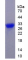 Figure 2. SDS-PAGE