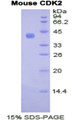 Figure 1. SDS-PAGE