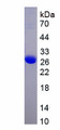 Figure 1. SDS-PAGE