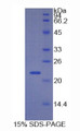 Figure 1. SDS-PAGE