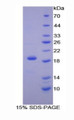 Figure 1. SDS-PAGE