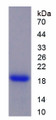 Figure 1. SDS-PAGE