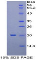 Figure 1. SDS-PAGE