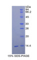 Figure 1. SDS-PAGE