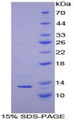 Figure 1. SDS-PAGE