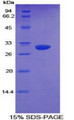 Figure 1. SDS-PAGE