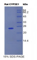 Figure 1. SDS-PAGE