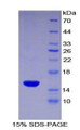 Figure 1. SDS-PAGE