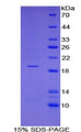 Figure 1. SDS-PAGE