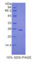 Figure 1. SDS-PAGE