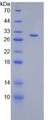 Figure 2. SDS-PAGE