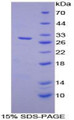 Figure 1. SDS-PAGE