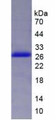 Figure 2. SDS-PAGE