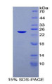 Figure 1. SDS-PAGE