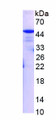 Figure 1. SDS-PAGE