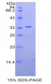 Figure 1. SDS-PAGE