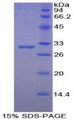 Figure 1. SDS-PAGE