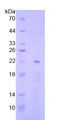 Figure 2. SDS-PAGE