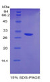 Figure 1. SDS-PAGE