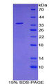 Figure 1. SDS-PAGE