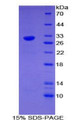 Figure 1. SDS-PAGE