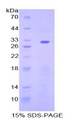 Figure 1. SDS-PAGE