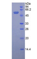 Figure 2. SDS-PAGE