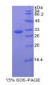 Figure 1. SDS-PAGE