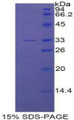 Figure 1. SDS-PAGE