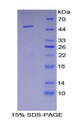 Figure 1. SDS-PAGE