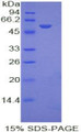 Figure 1. SDS-PAGE